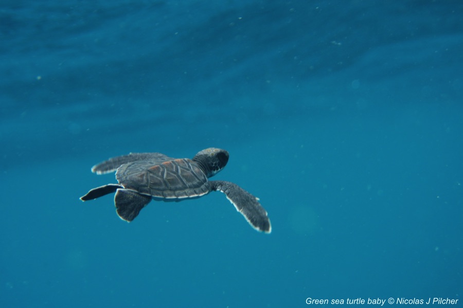 Green sea turtle baby